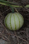 Field pumpkin